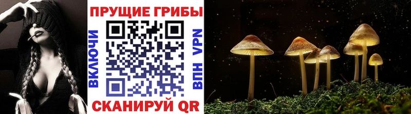 Купить закладки  Лысково  Псилоцибиновые грибы Cubensis 